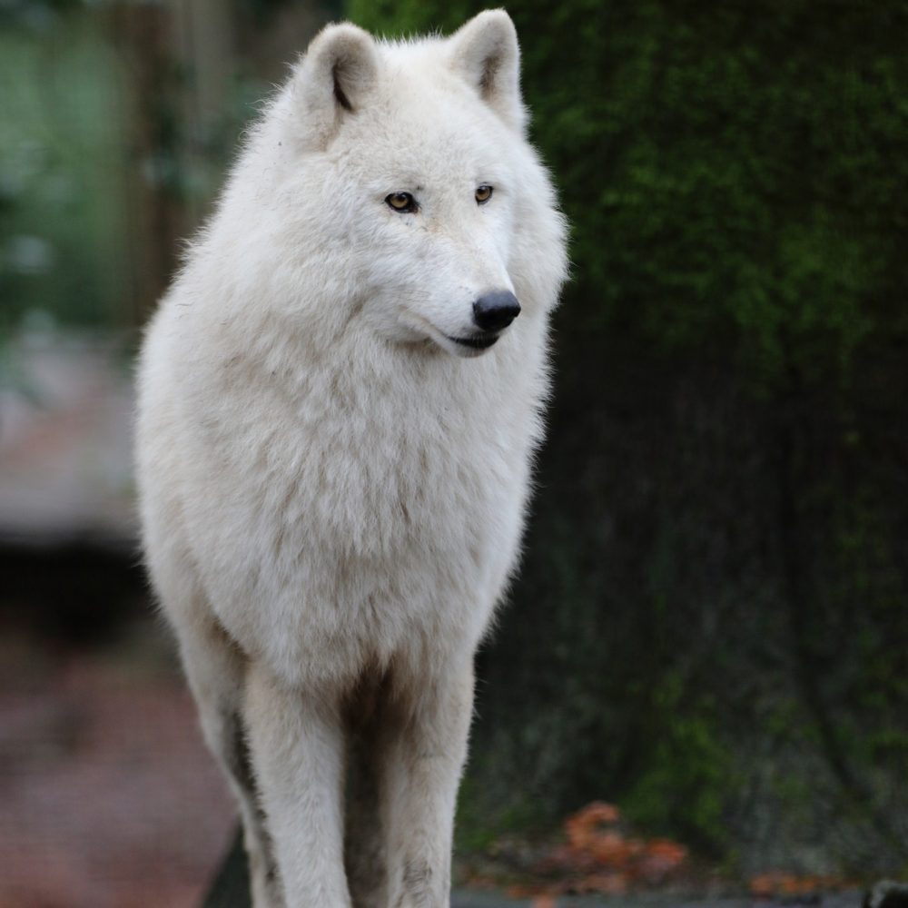 Vignette Loup arctique