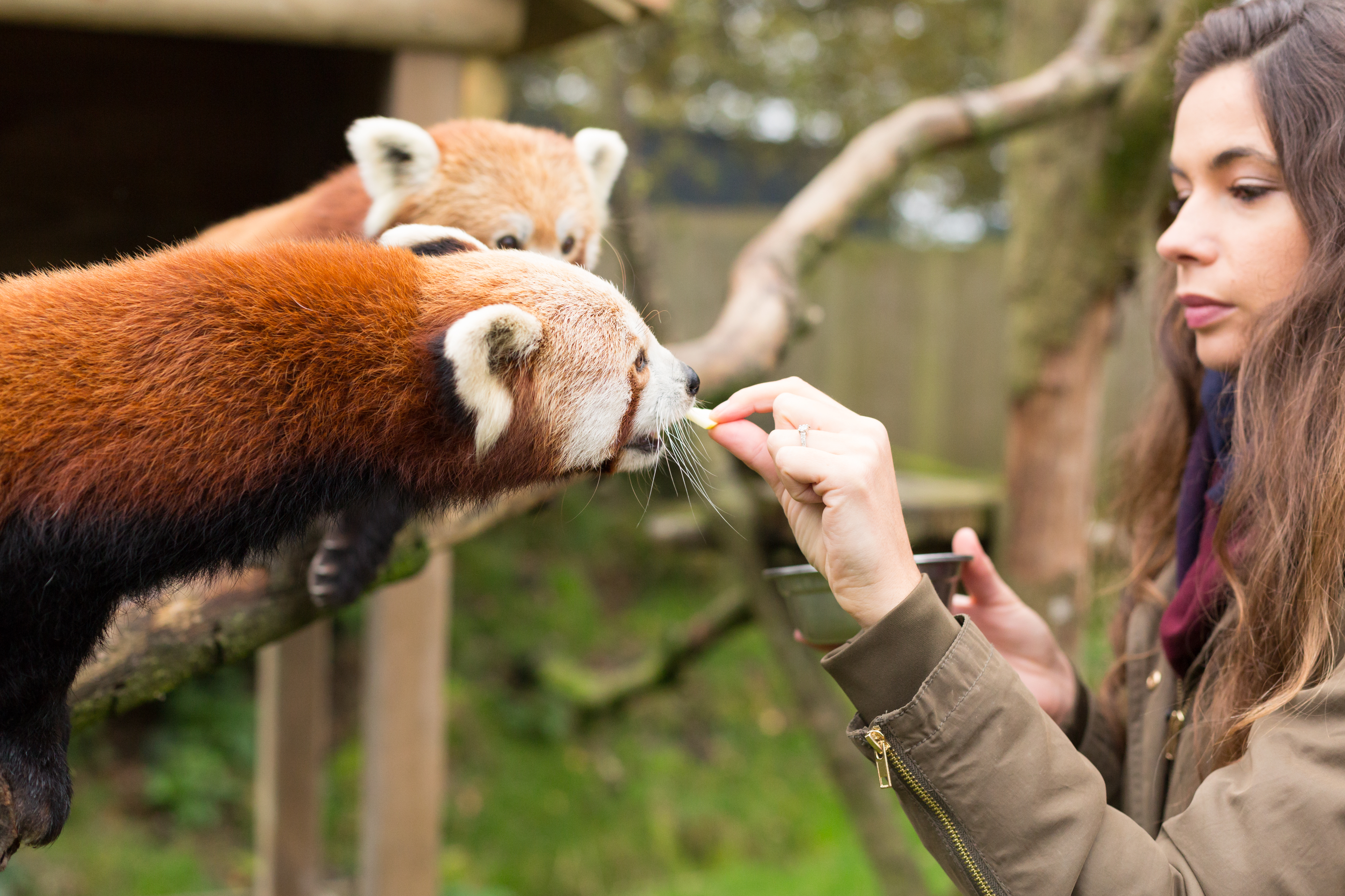Séparateur de contenu