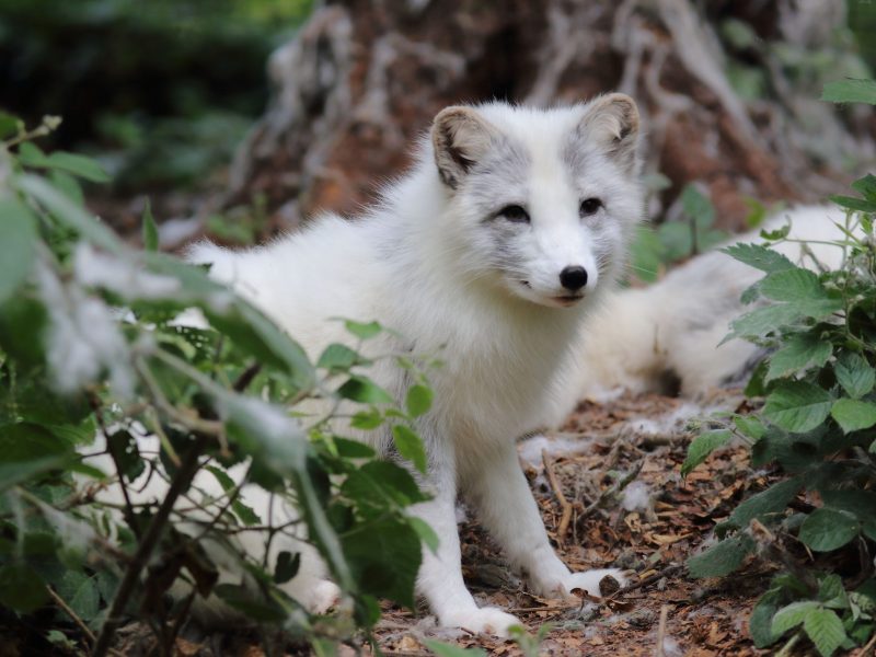 vignette Repas des renards polaires