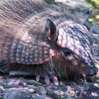 Vignette zone précédente