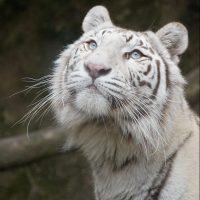 Vignette Tigre blanc