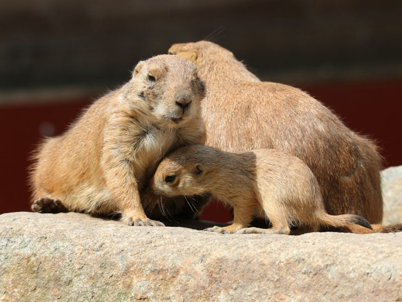 vignette Goûter des chiens de prairie