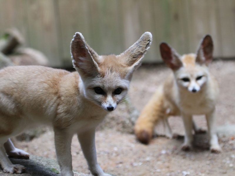 vignette Goûter des fennecs