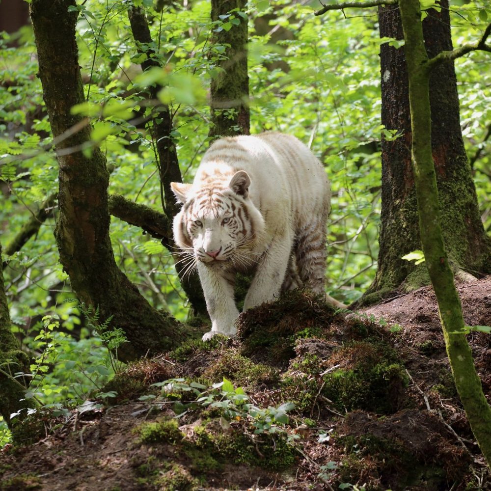 Vignette Agent polyvalent de tourisme H/F