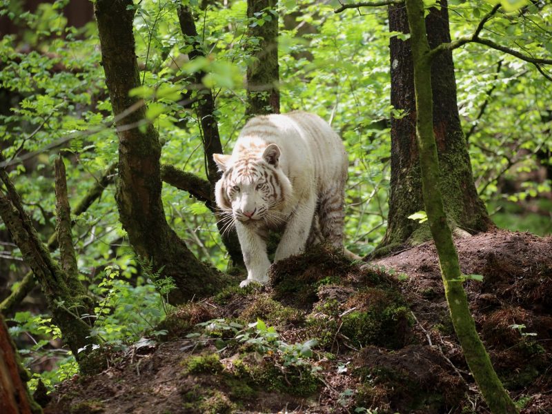 vignette Repas des tigres blancs