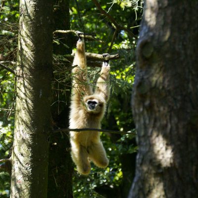 vignette Gibbons Lar