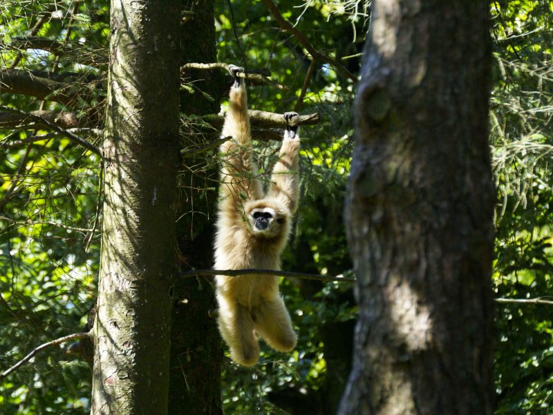 vignette Goûter des gibbons à mains blanches