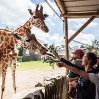 Vignette Girafe de Kordofan