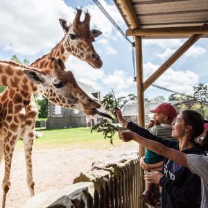 vignette Girafe de Kordofan