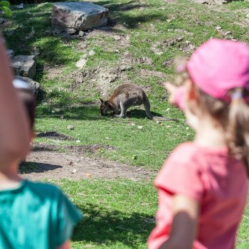 Réservation – Dans la peau d&rsquo;un soigneur KID