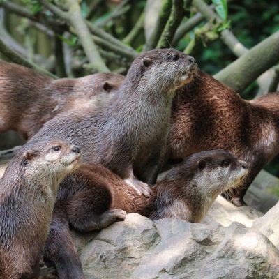 vignette Loutres d'Asie