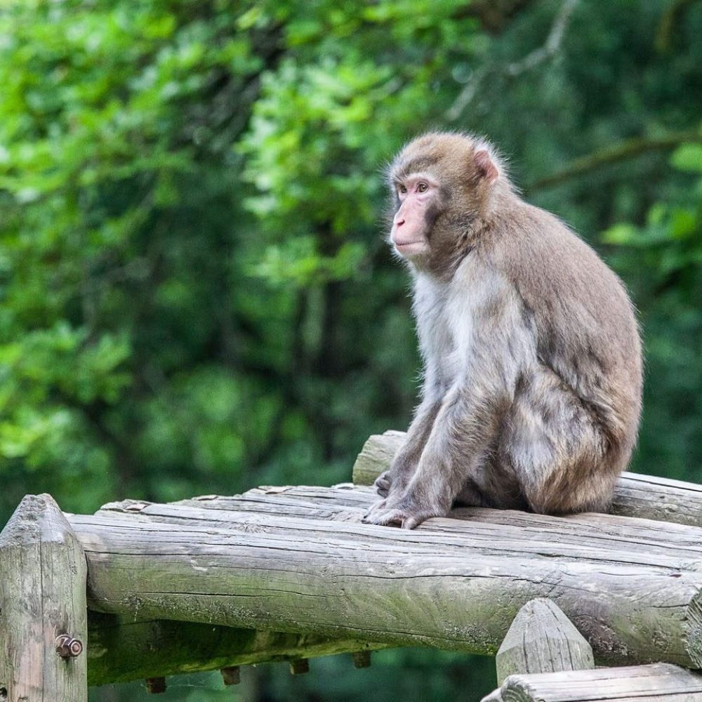 Vignette Les îles aux singes