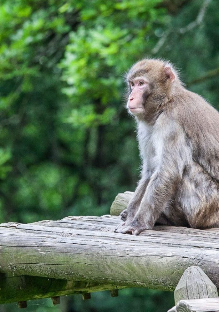 Vignette Les îles aux singes