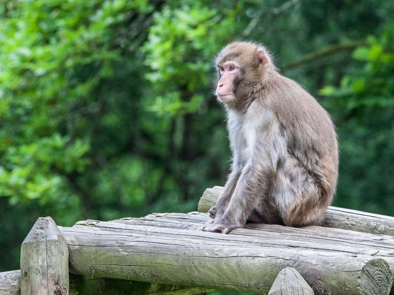 vignette Repas des macaques japonais
