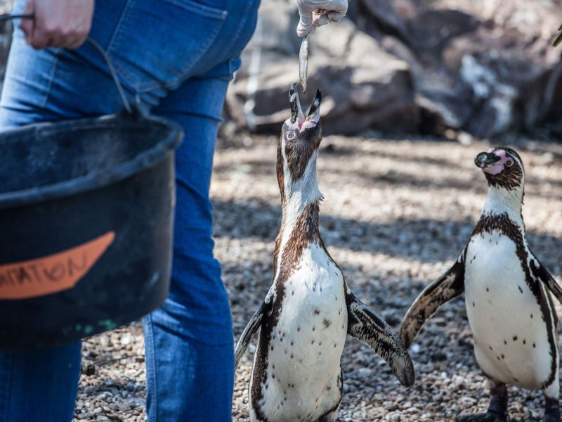 vignette Goûter des manchots de Humboldt