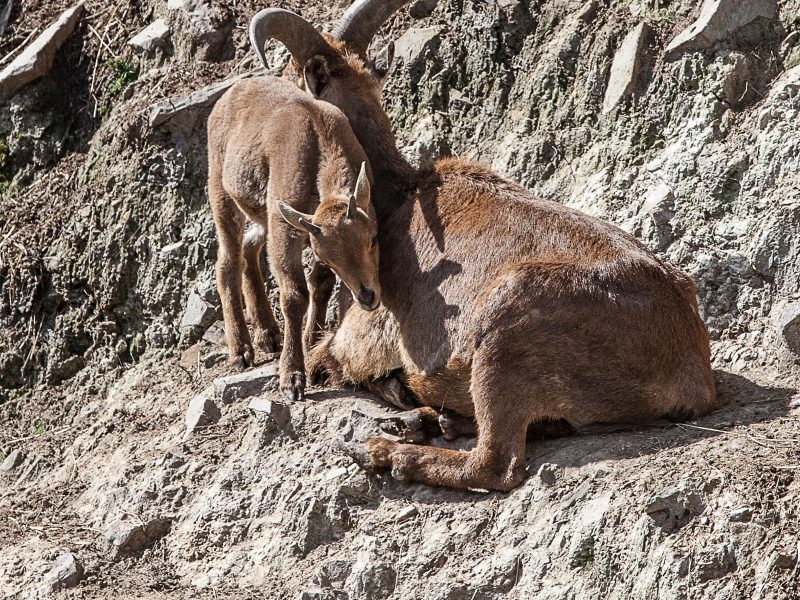 vignette Les Montagnes d&rsquo;Afrique