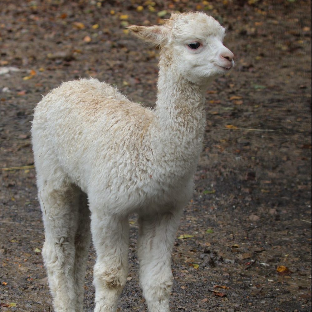 Vignette Alpaga