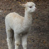 Vignette Alpaga