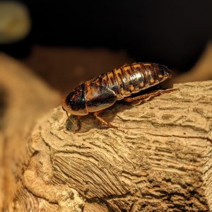 vignette Blatte souffleuse