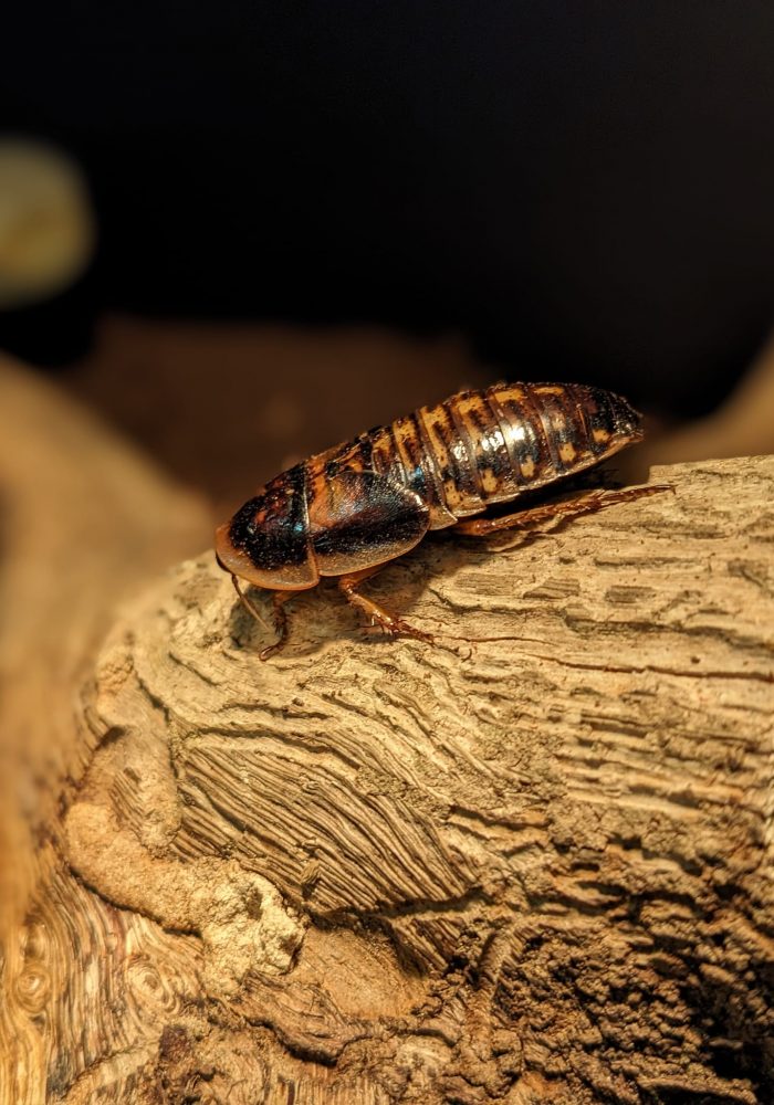 Vignette Insectarium