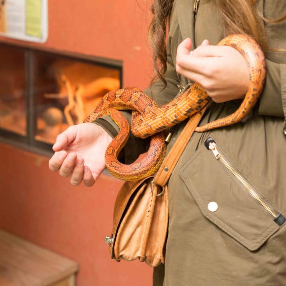 Vignette Serpent des blés