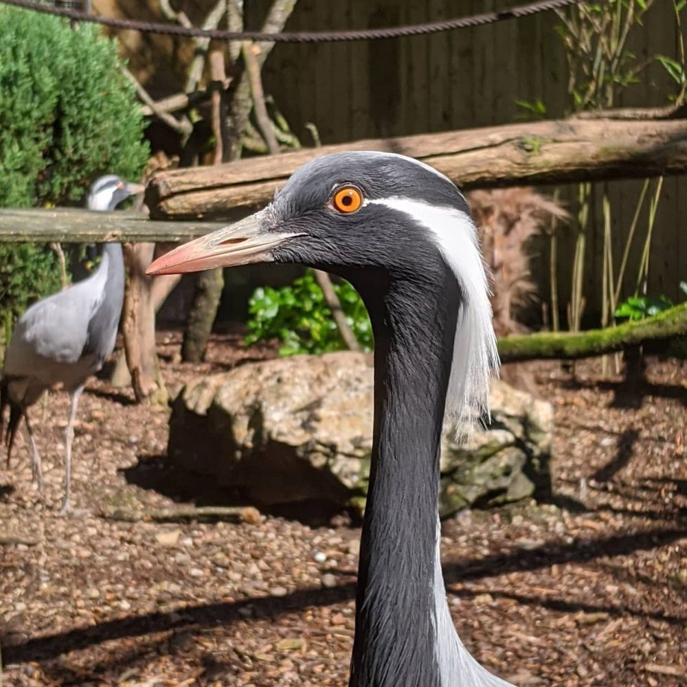 Vignette Grue demoiselle