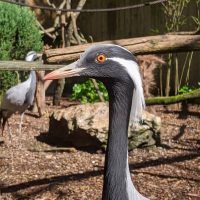 Vignette Grue demoiselle