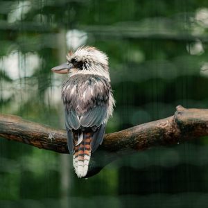 vignette Kookaburra