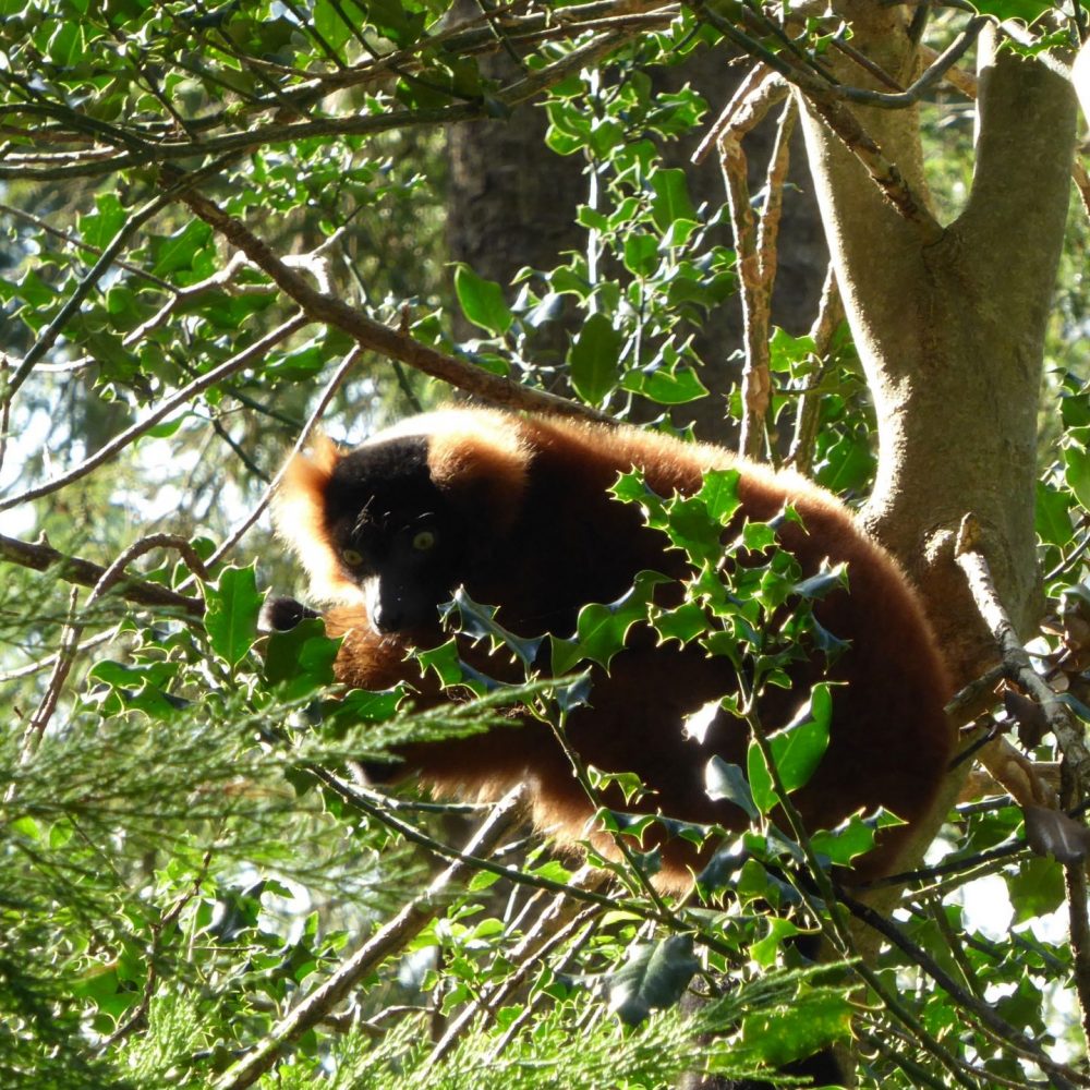 Vignette Maki vari roux