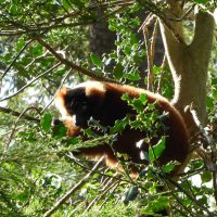 Vignette Maki vari roux