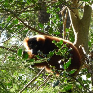 vignette Maki vari roux