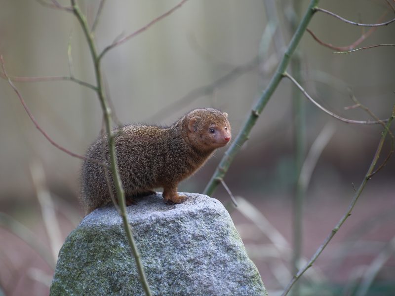 vignette Goûter des mangoustes naines