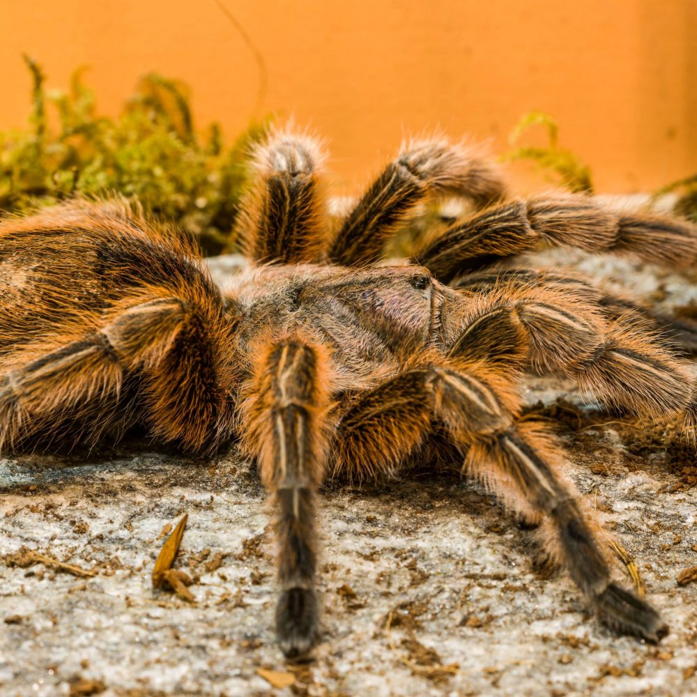 Vignette Mygale rose du Chili