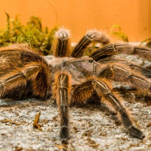 vignette Mygale rose du Chili