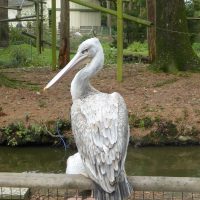 Vignette Pélican à dos rose