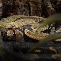 Vignette Boa de Duméril