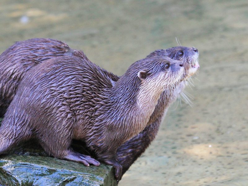 vignette Goûter des loutres