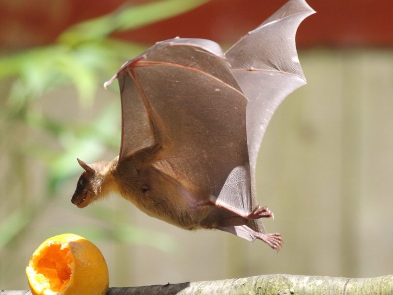 vignette Goûter des Roussettes d&rsquo;Egypte