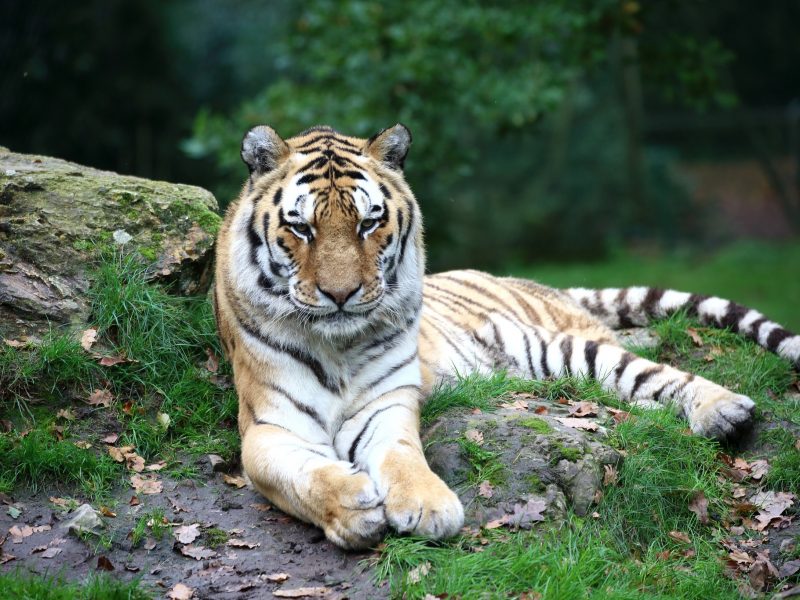 vignette Repas des tigres de Sibérie