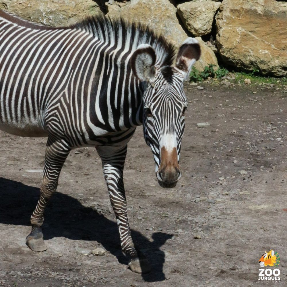 Vignette Journée mondiale des espèces menacées