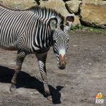 Journée mondiale des espèces menacées