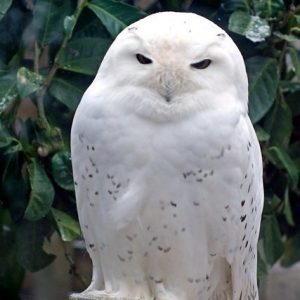 vignette Harfang des neiges