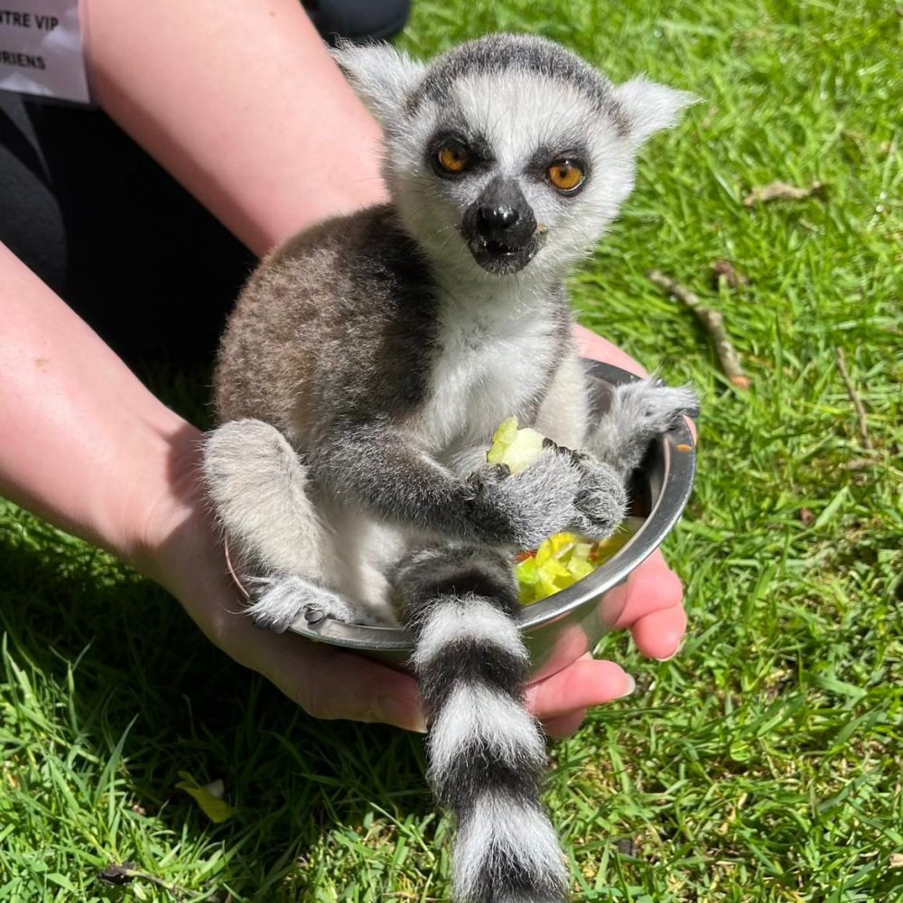 Vignette Carnet Rose 2024