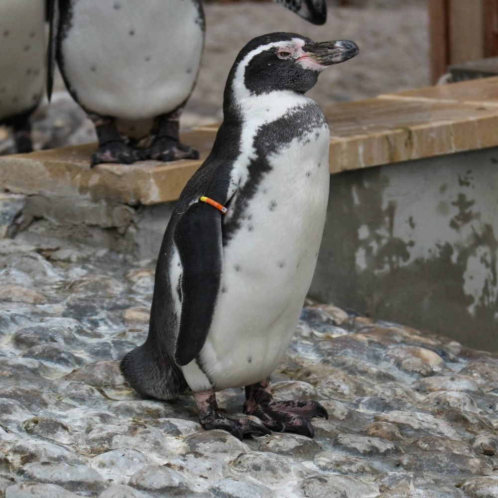 Vignette Manchot de Humboldt