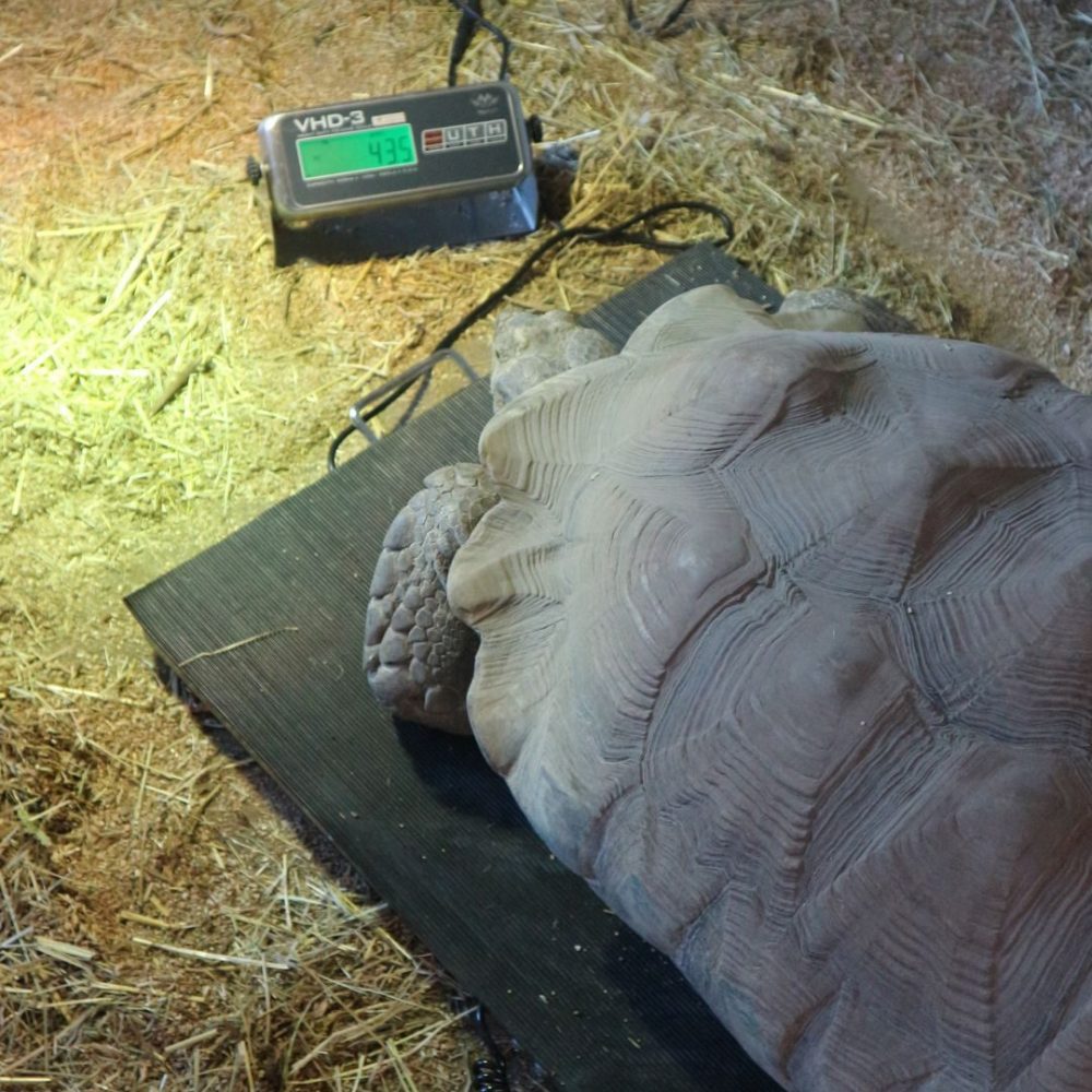 Vignette Journée mondiale des animaux et des soigneurs animaliers