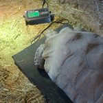 Journée mondiale des animaux et des soigneurs animaliers