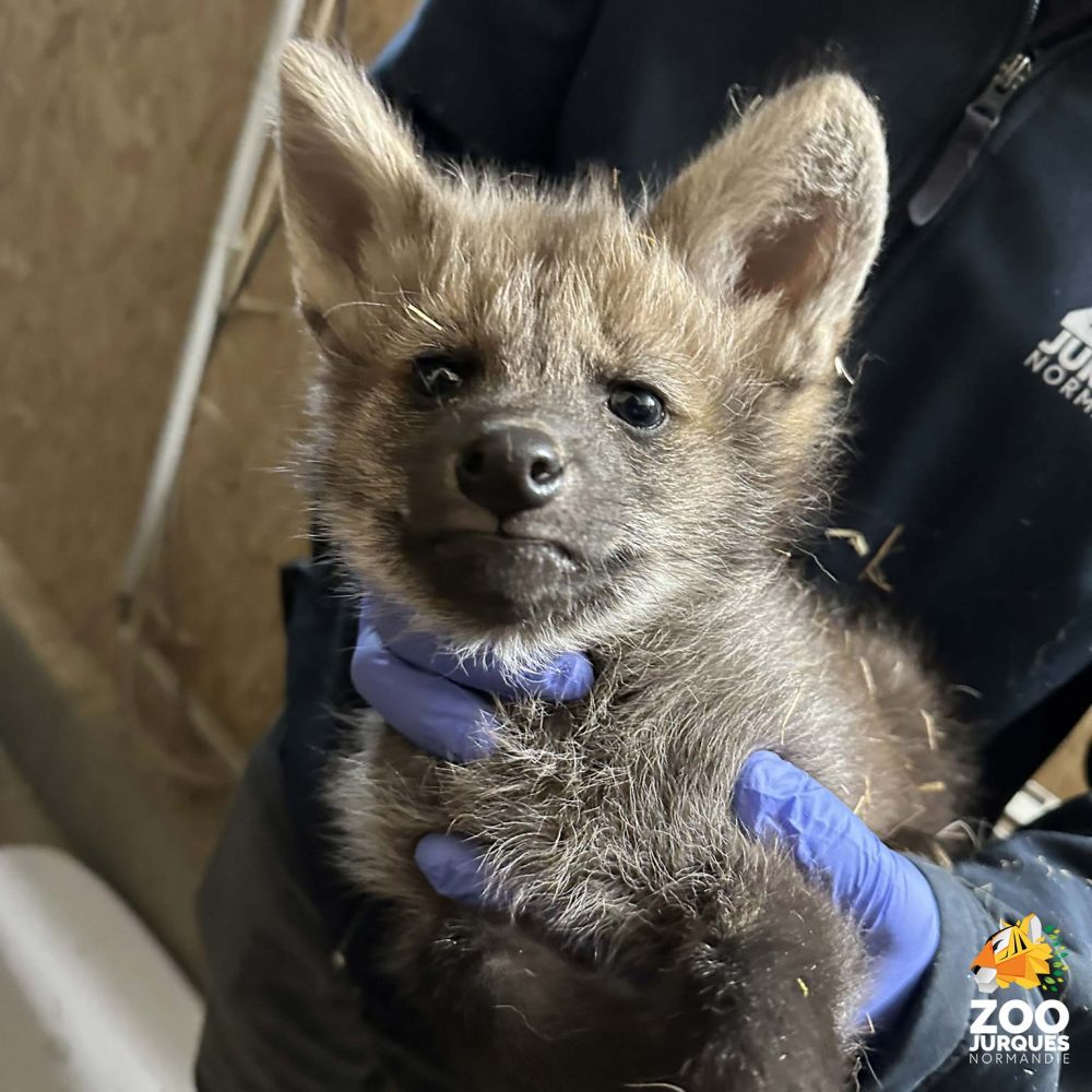 Vignette Naissance exceptionnelle