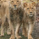 Cinq nouveaux lions arrivent au Zoo de Jurques !