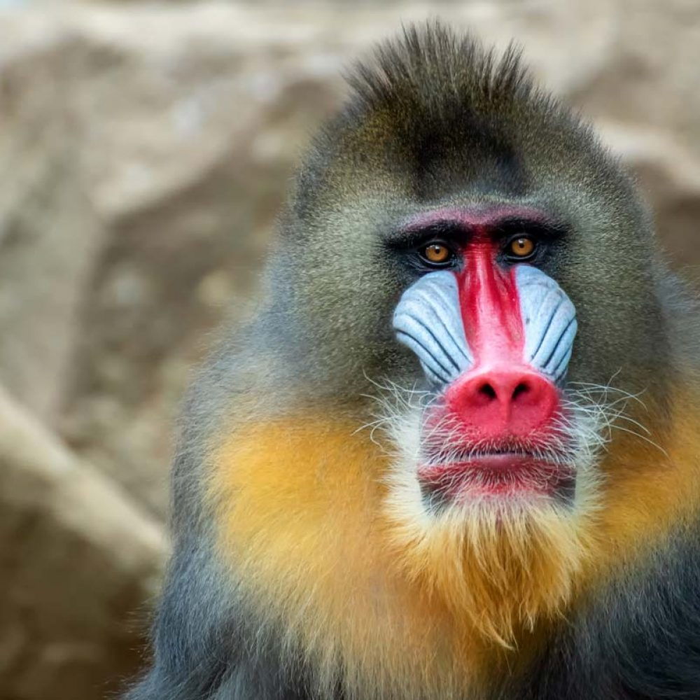 Vignette Mandrill
