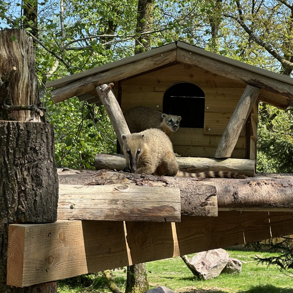 Vignette 🐾 New in 2025 at Zoo de Jurques: Coatis and Bush Dogs Living Together for the First Time!
